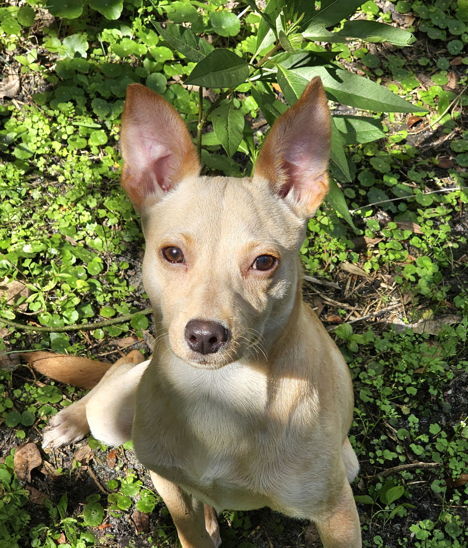 Chico