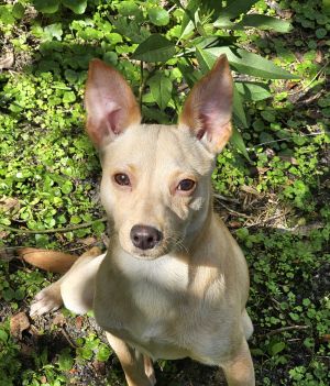 Chico, Adult Male Rat Terrier