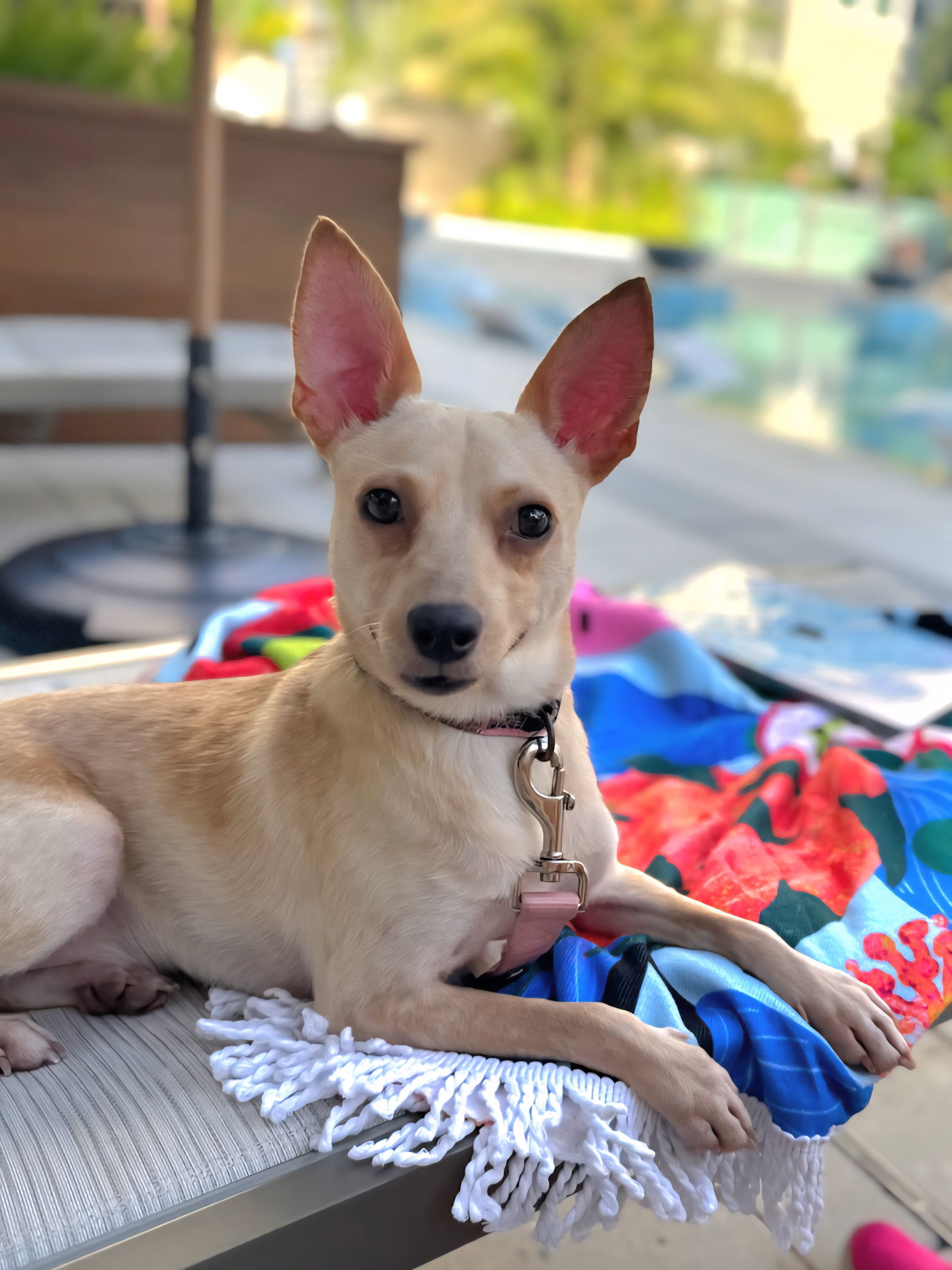 Chico