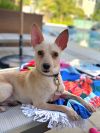 Chico photo 1