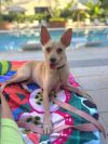 Chico photo 2