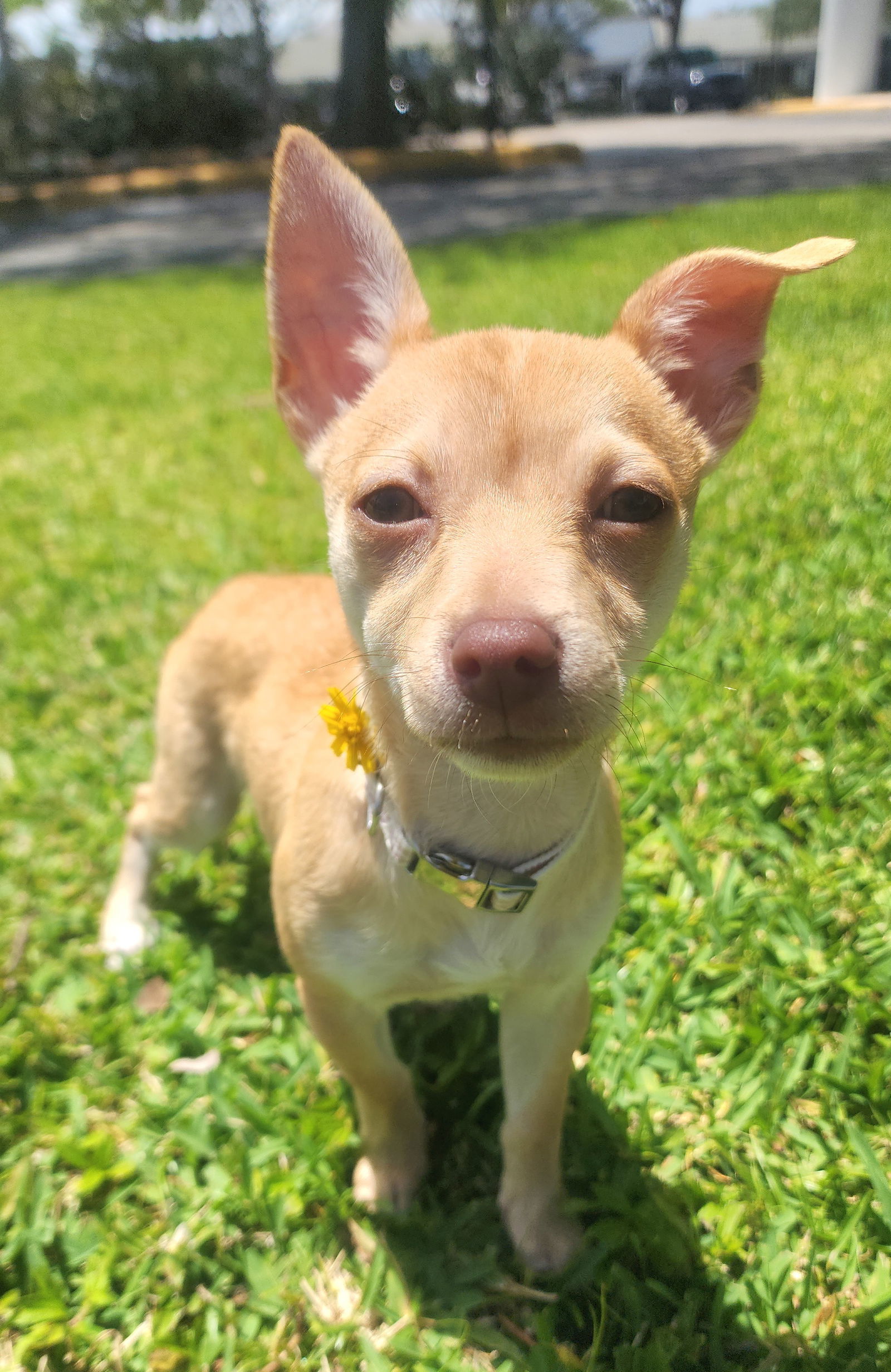 Painted Daisy