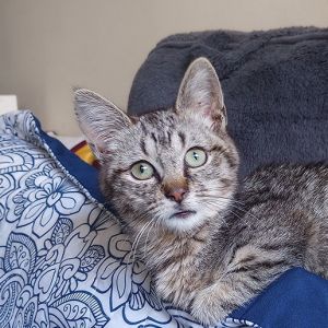 Meet Thelma Thelma is an adorable kitty who is part lap cat and part zany acrob