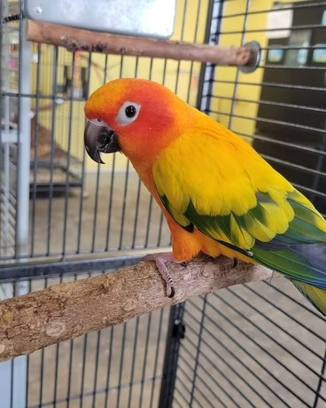 Marlo