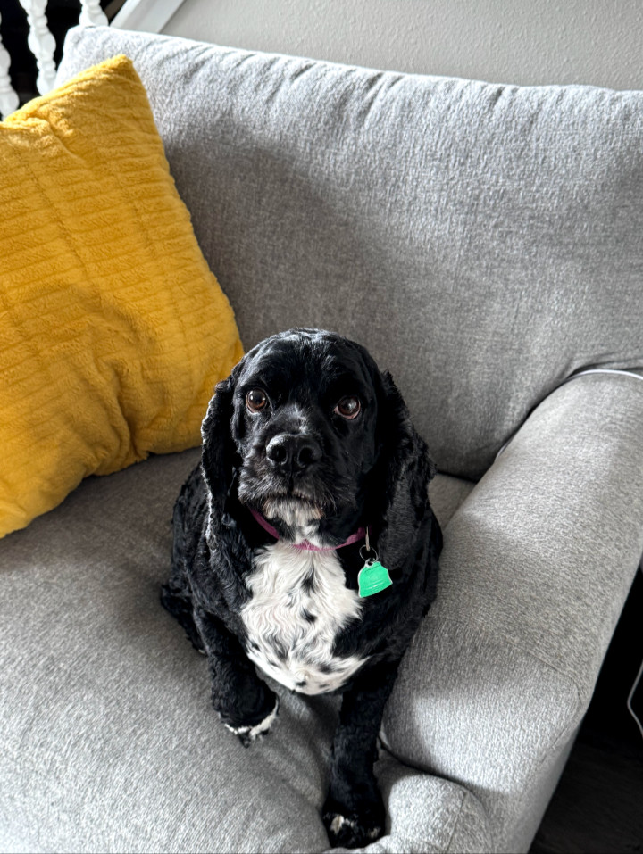Buddy