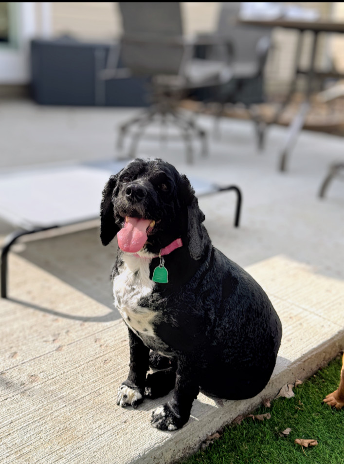 Buddy