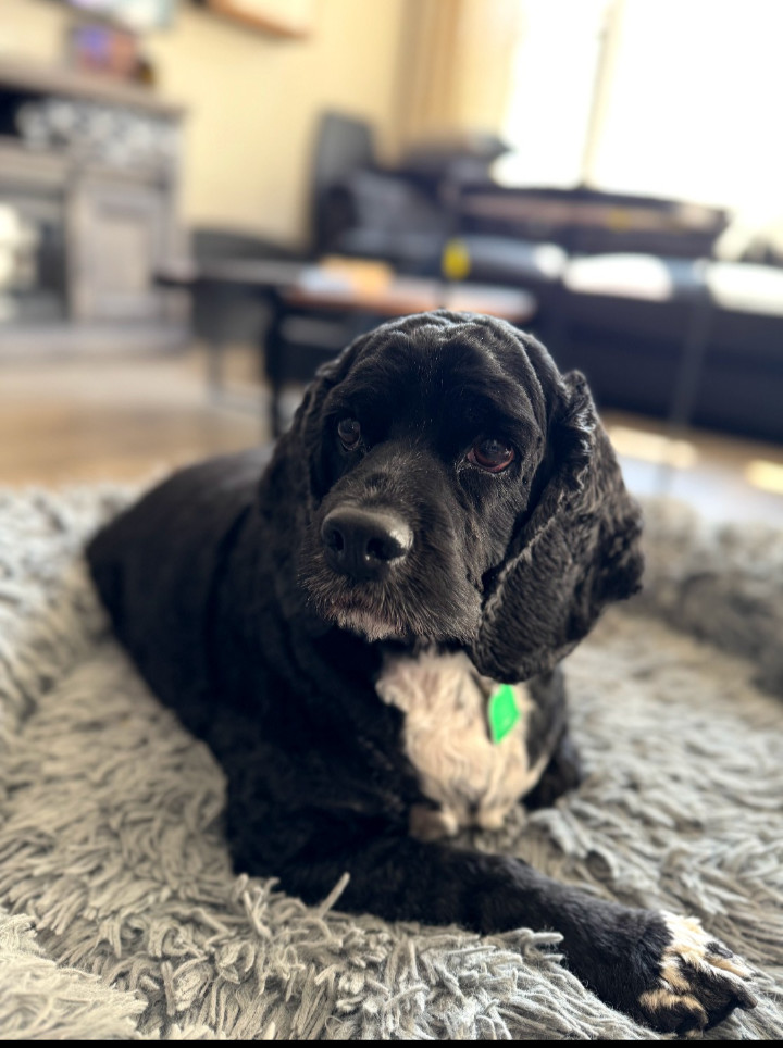 Buddy