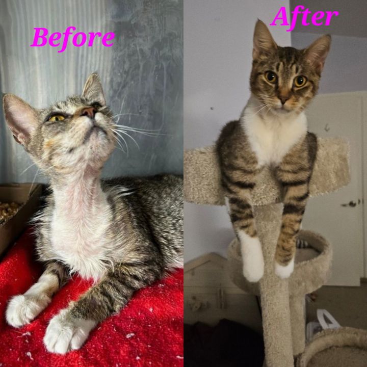 Lazarus (& Pink) bonded 2