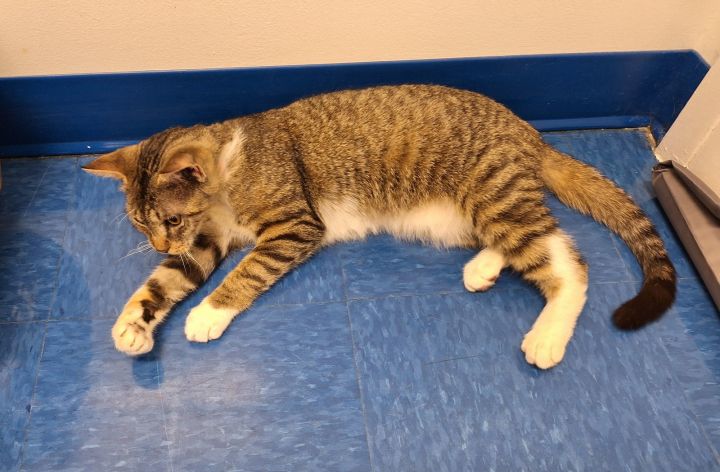 Lazarus (& Pink) bonded 3