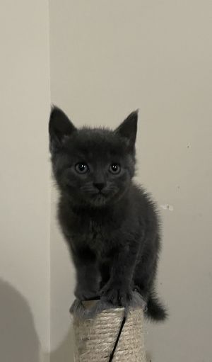 Chico, Baby Male Domestic Short Hair