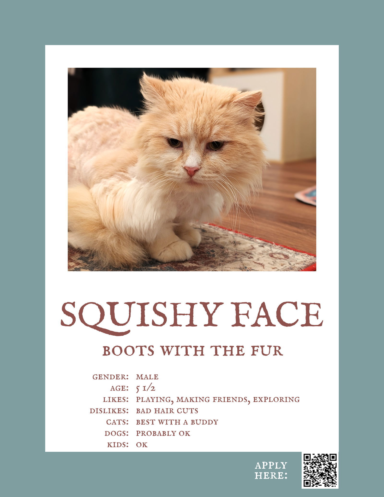 Squishy Face, an adoptable Persian in Herndon, VA, 20172 | Photo Image 1