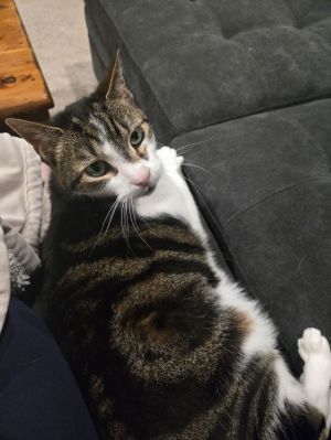 Milo (& Mowgli) - BONDED