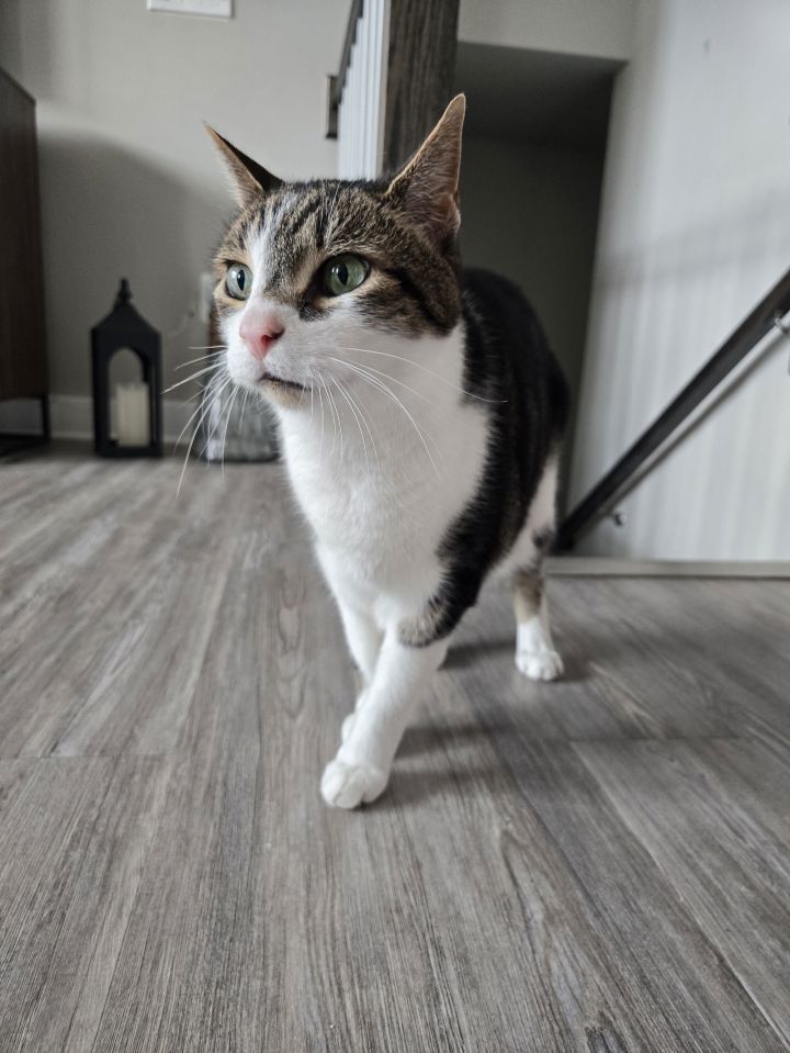 Milo (& Mowgli) - BONDED 2
