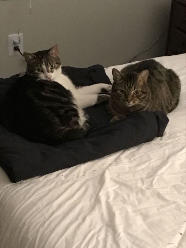 Milo (& Mowgli) - BONDED 3