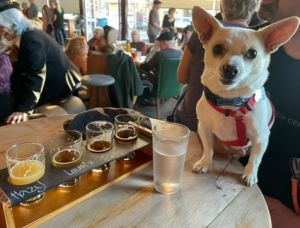 Goose is a silly happy little dude hence his fun name He came to Grateful Dogs Rescue from Hitchc