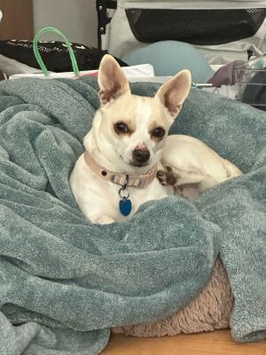 Goose is a silly happy little dude hence his fun name He came to Grateful Dogs Rescue from Hitchc