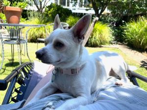 Goose is a silly happy little dude hence his fun name He came to Grateful Dogs Rescue from Hitchc