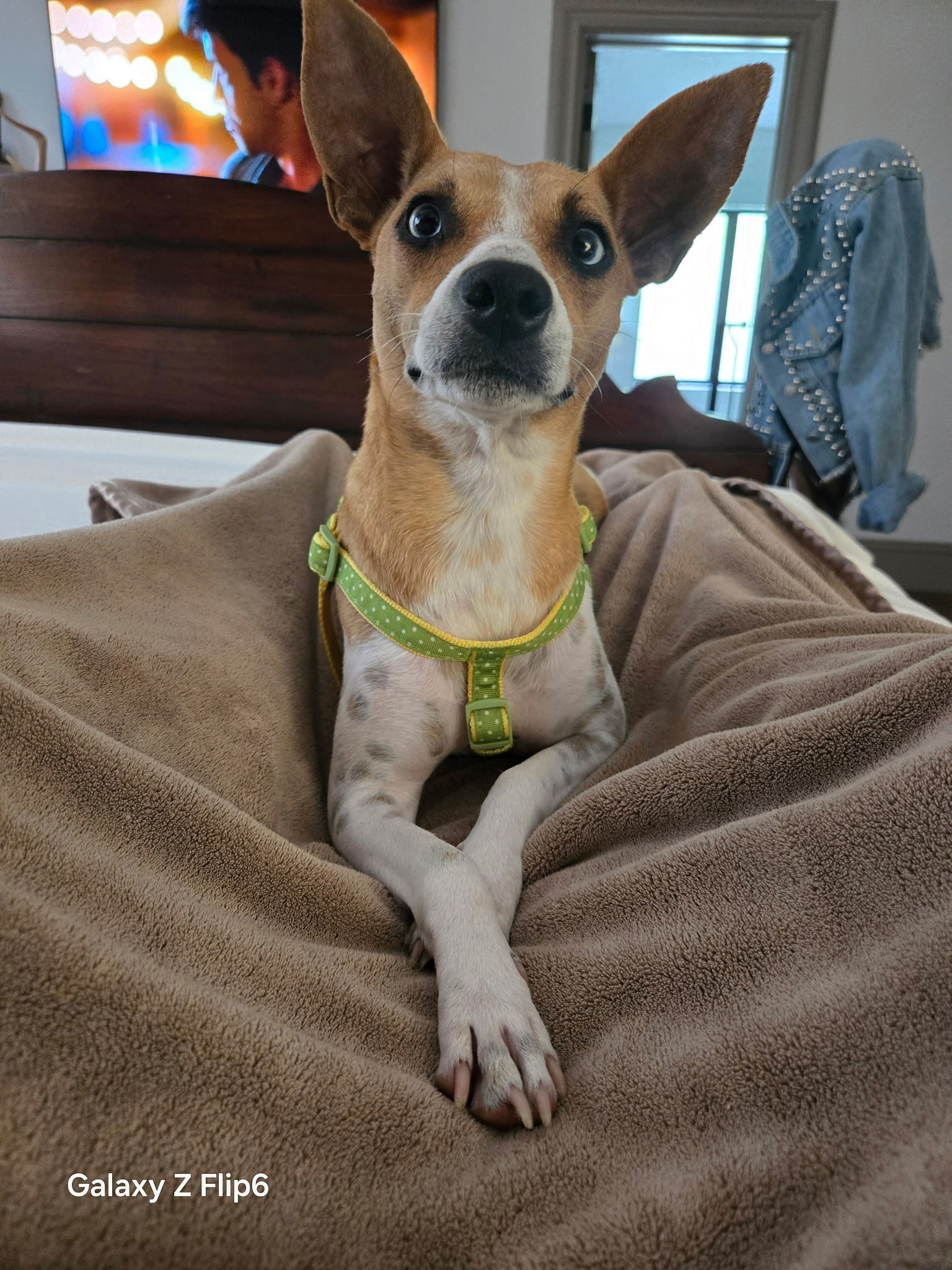 Maya