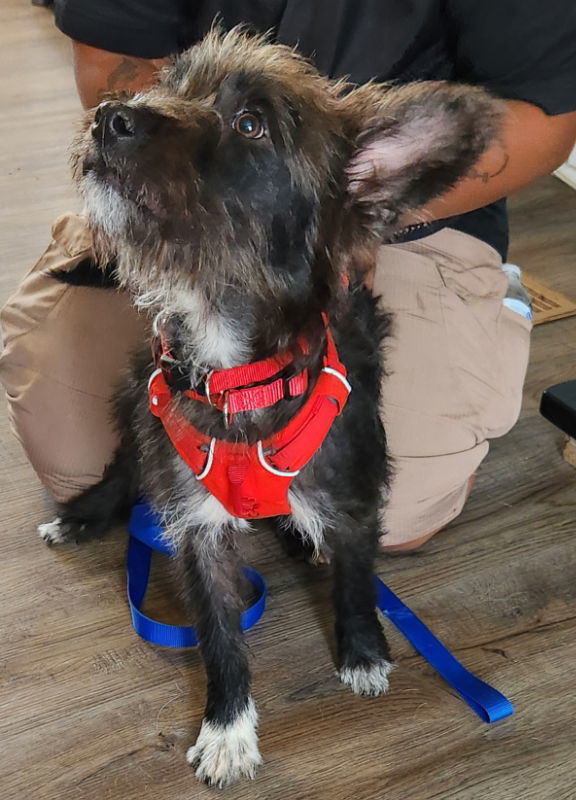 Jock *Adopt or Foster* 1