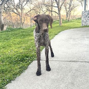 Meet Viola - A Gentle Soul With a Goofy Streak Viola is a beautiful young GSP who is equal parts