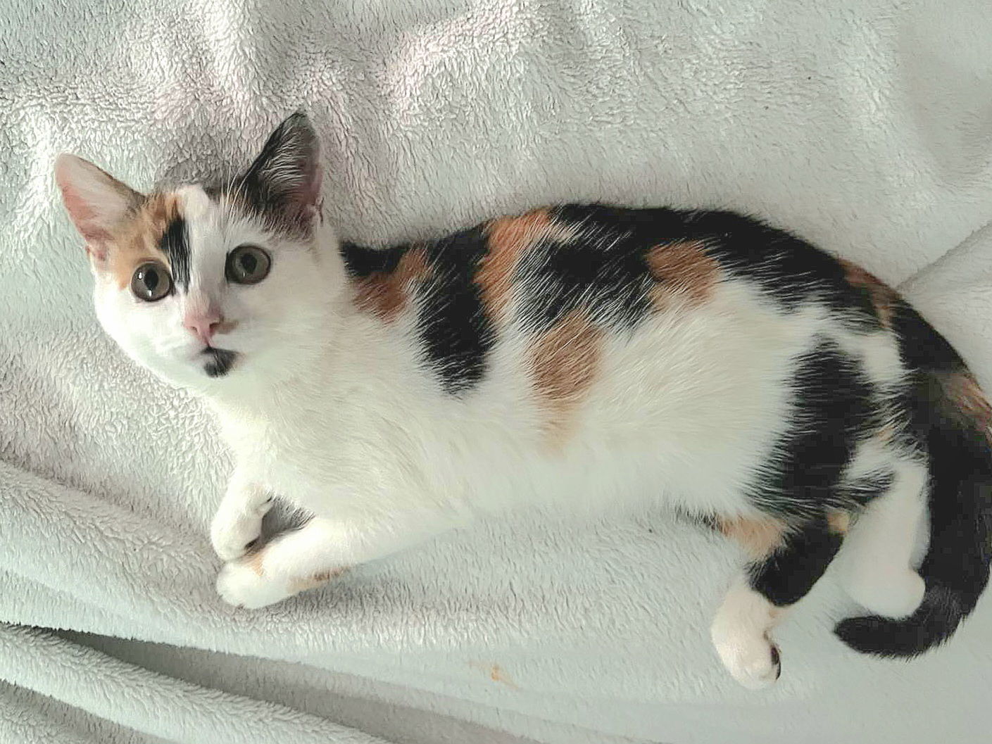 Pepper