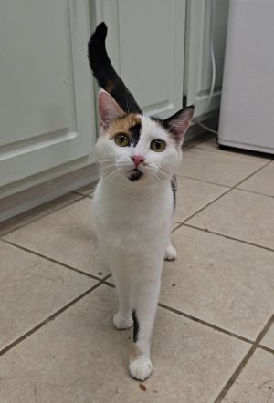 Pepper
