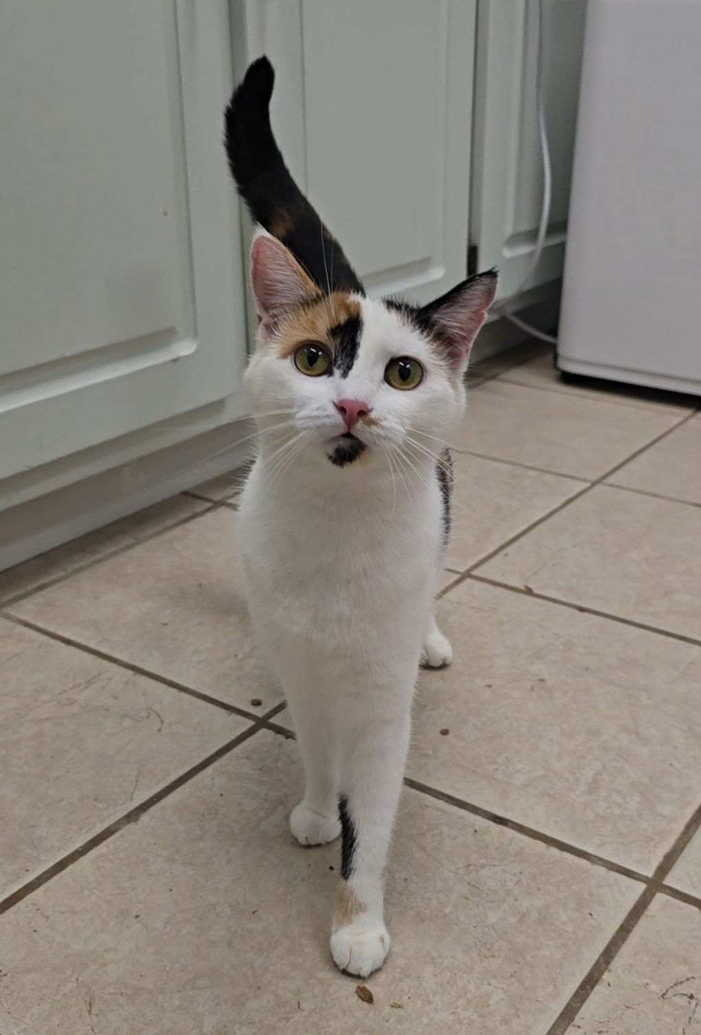 Pepper