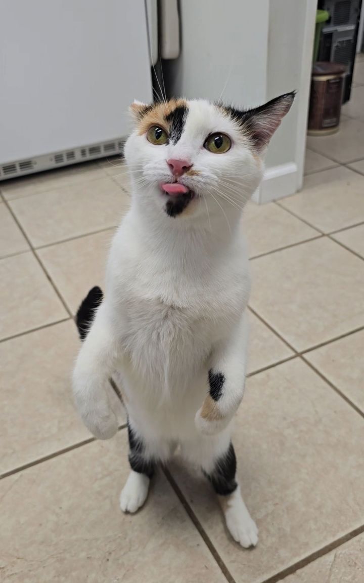 Pepper 3