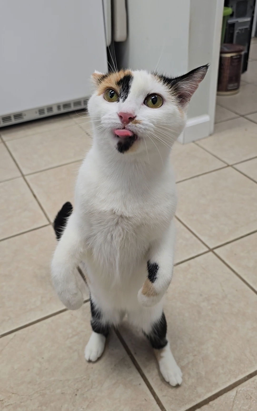 Pepper