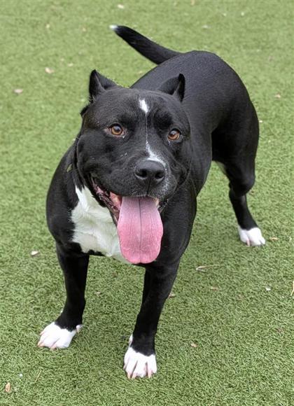Mama, an adoptable American Staffordshire Terrier in Hutchinson, KS, 67504 | Photo Image 1