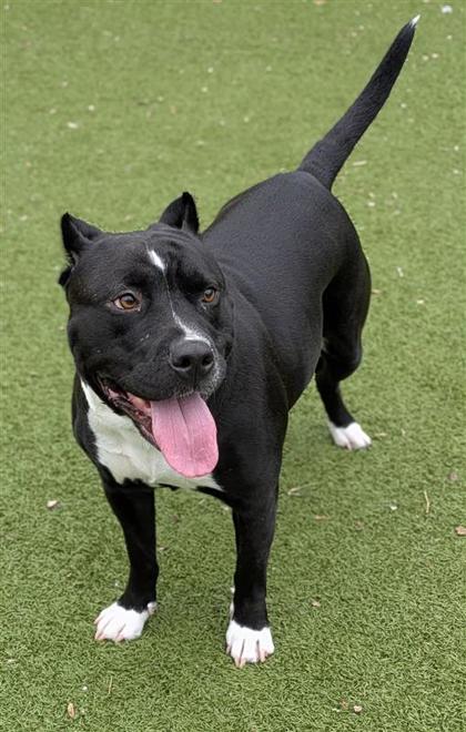 Mama, an adoptable American Staffordshire Terrier in Hutchinson, KS, 67504 | Photo Image 2