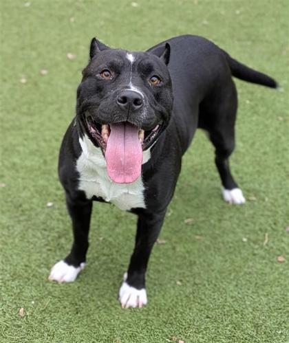 Mama, an adoptable American Staffordshire Terrier in Hutchinson, KS, 67504 | Photo Image 3