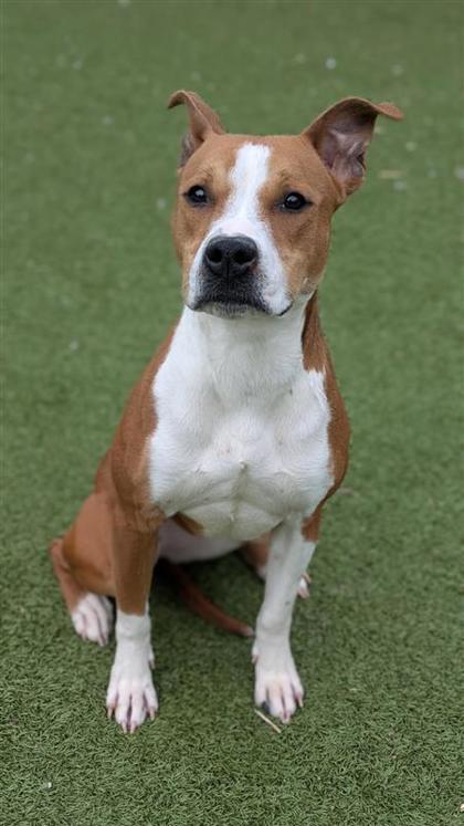 Kilo, an adoptable Pit Bull Terrier, Mixed Breed in Hutchinson, KS, 67504 | Photo Image 1