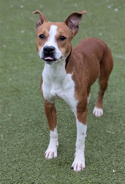 Kilo, an adoptable Pit Bull Terrier, Mixed Breed in Hutchinson, KS, 67504 | Photo Image 2