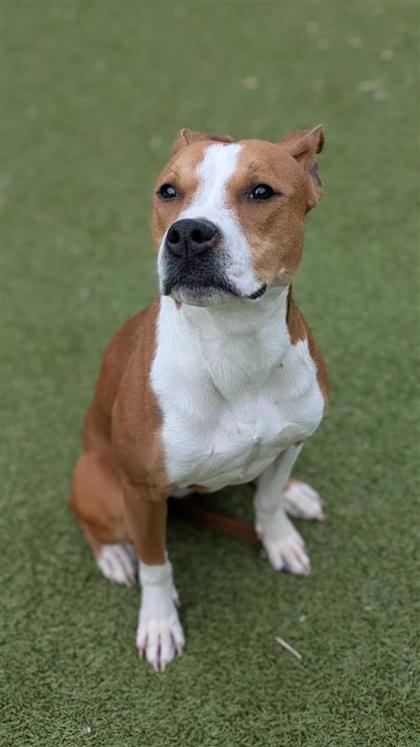 Kilo, an adoptable Pit Bull Terrier, Mixed Breed in Hutchinson, KS, 67504 | Photo Image 3