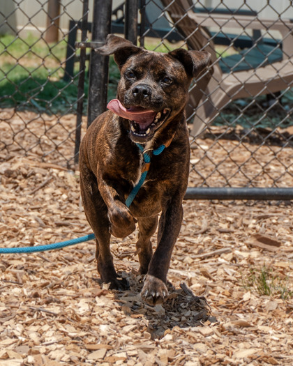 Grove - ADOPTED 1