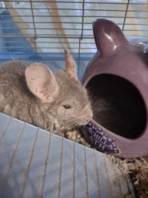 Woody is a senior chinchilla looking for a good retirment home His old soul is weary and needs a lo