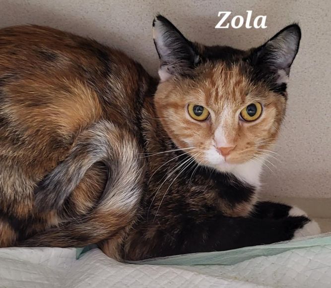 Zola