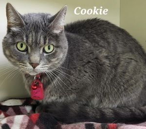 Cookie