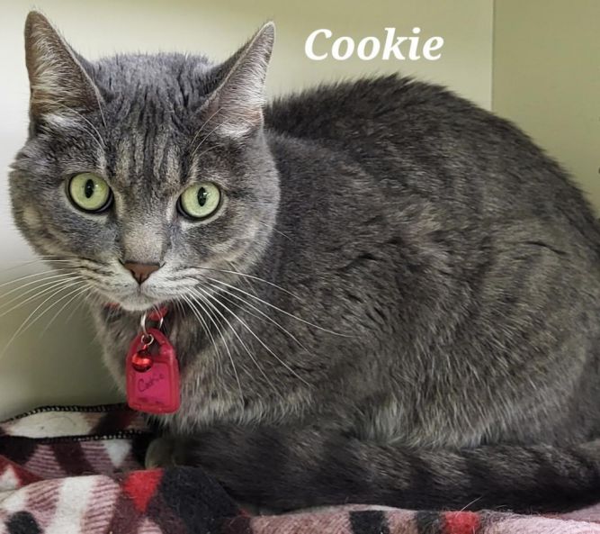 Cookie