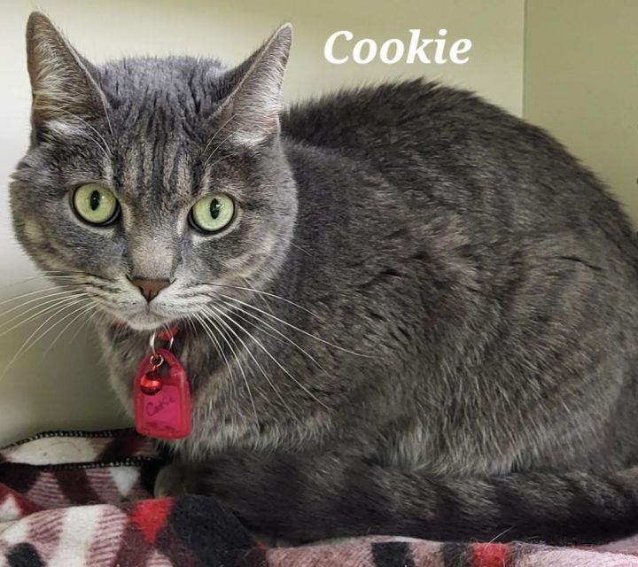 Cookie 1