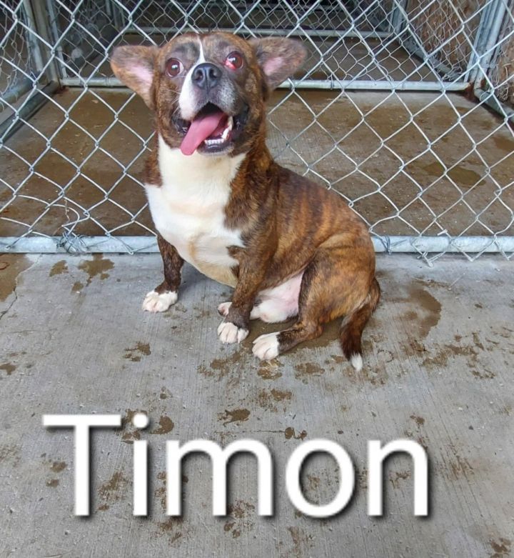 Timon 3