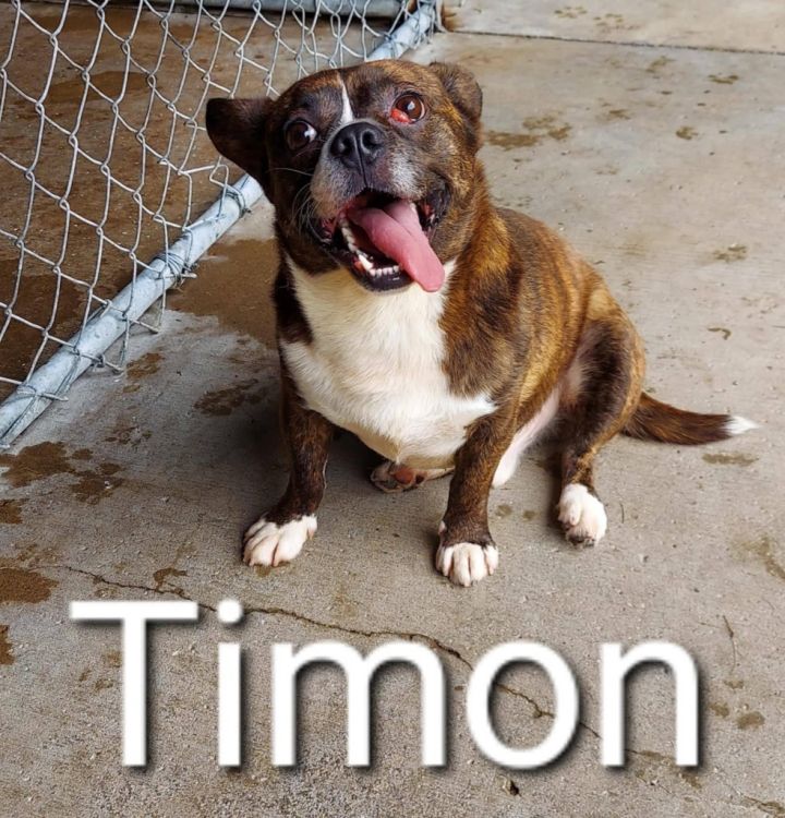 Timon 4