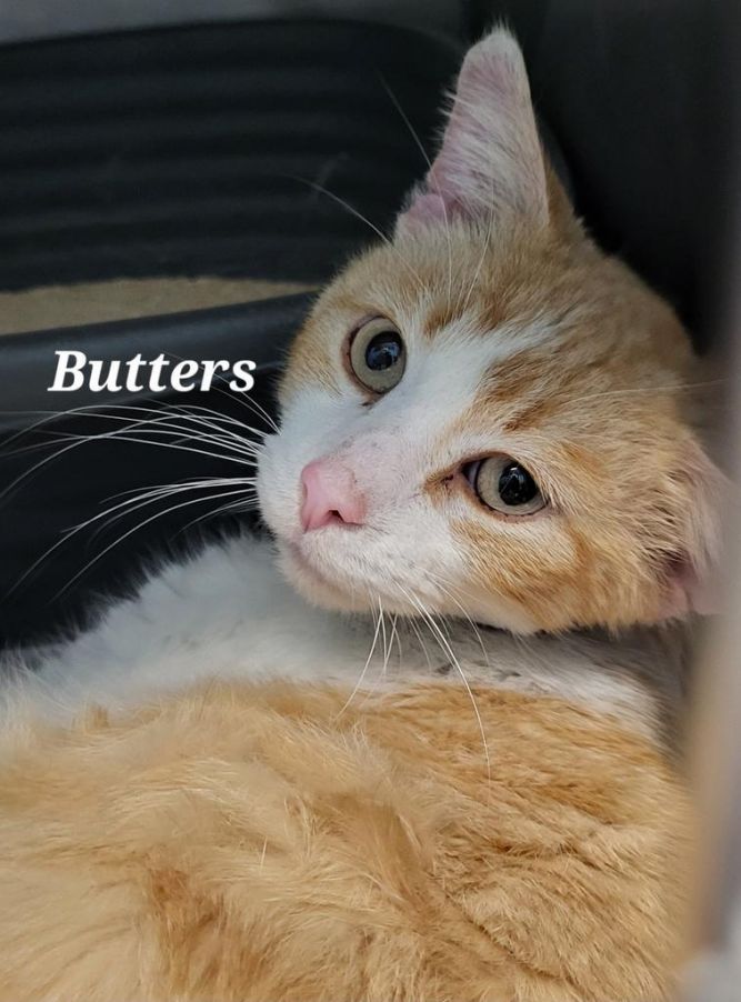 Butters