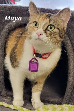 Maya, Young Female Domestic Short Hair