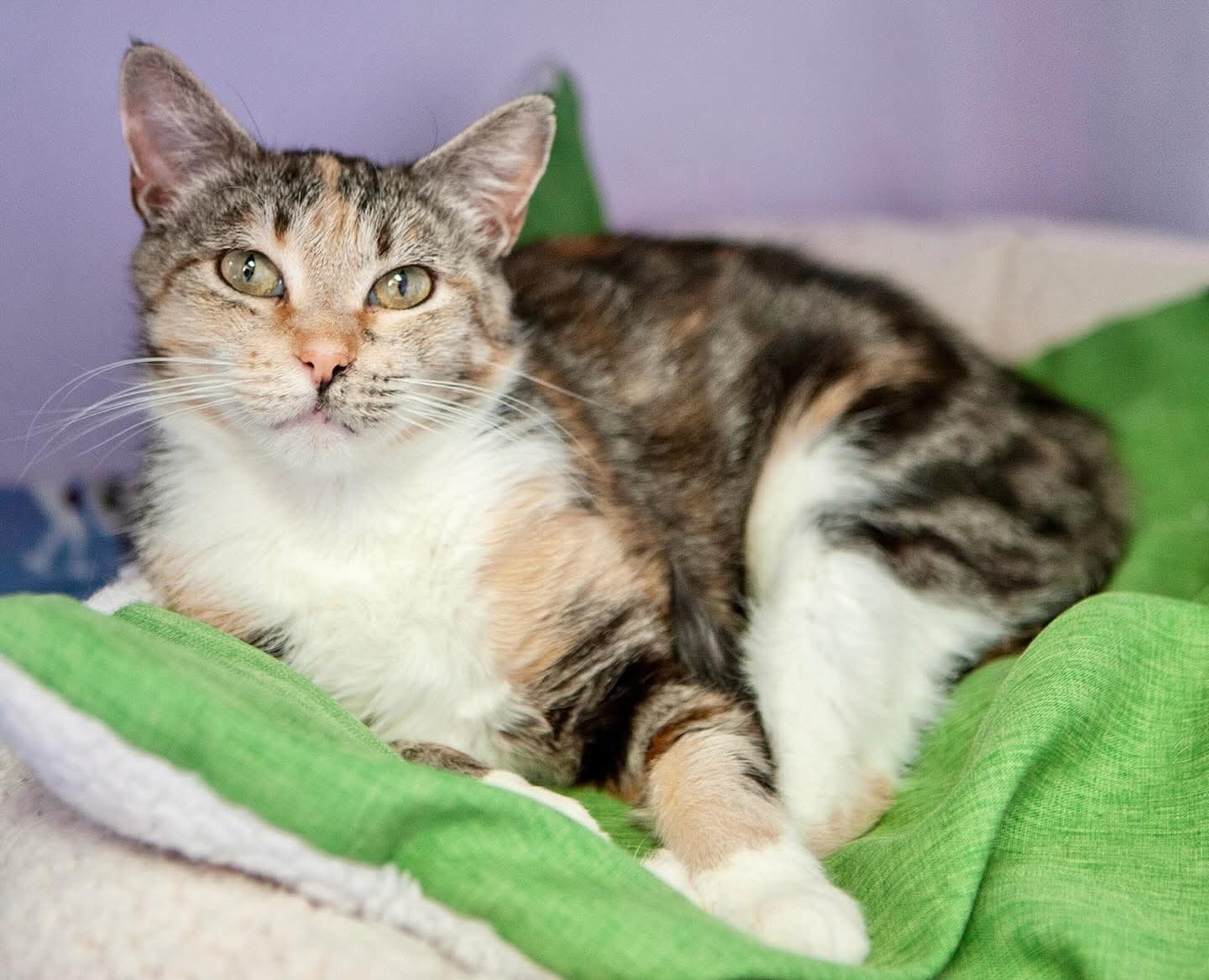 Demi, an adoptable Domestic Short Hair in Lakewood, CO, 80215 | Photo Image 1