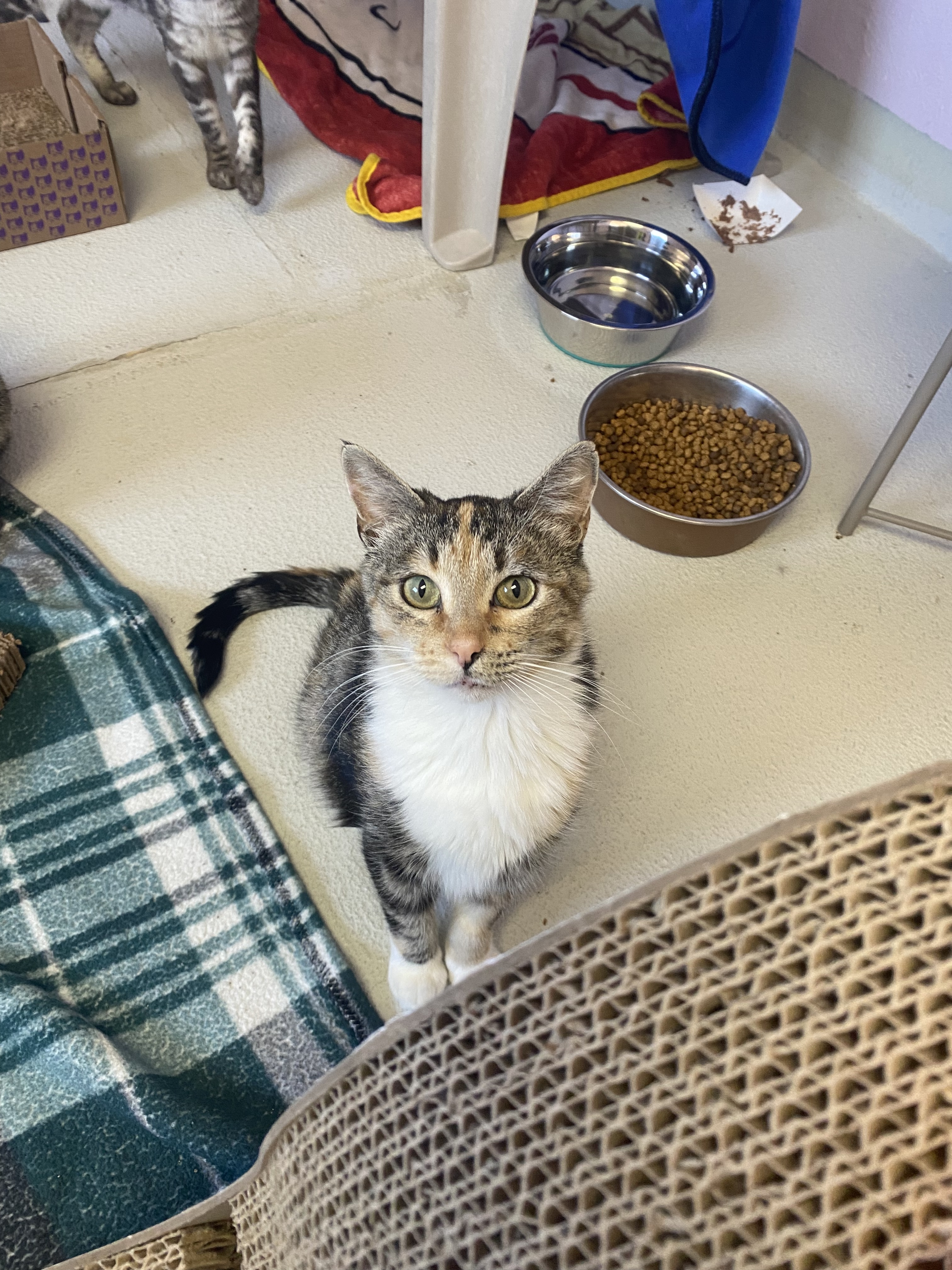 Demi, an adoptable Domestic Short Hair in Lakewood, CO, 80215 | Photo Image 2