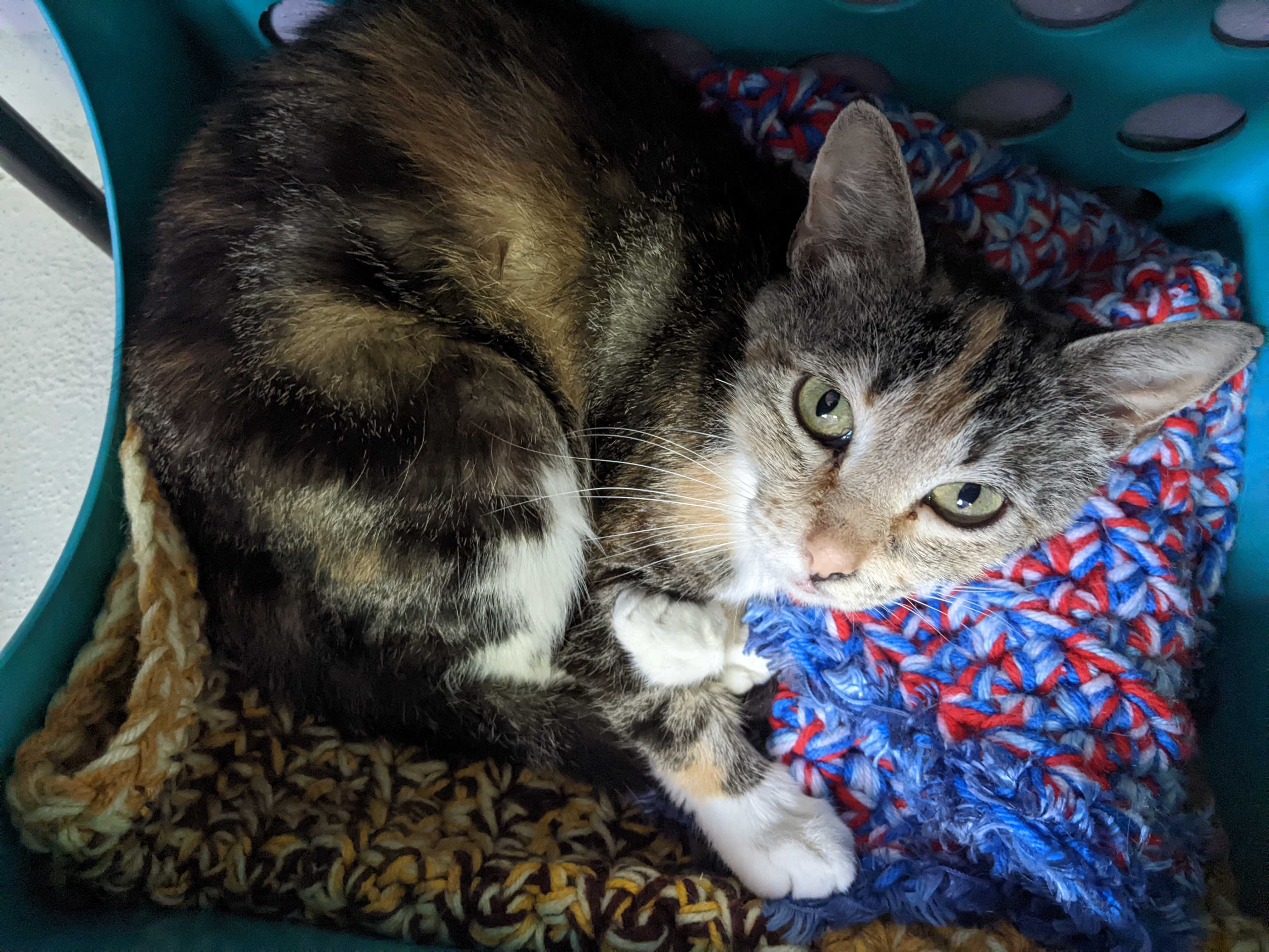 Demi, an adoptable Domestic Short Hair in Lakewood, CO, 80215 | Photo Image 3