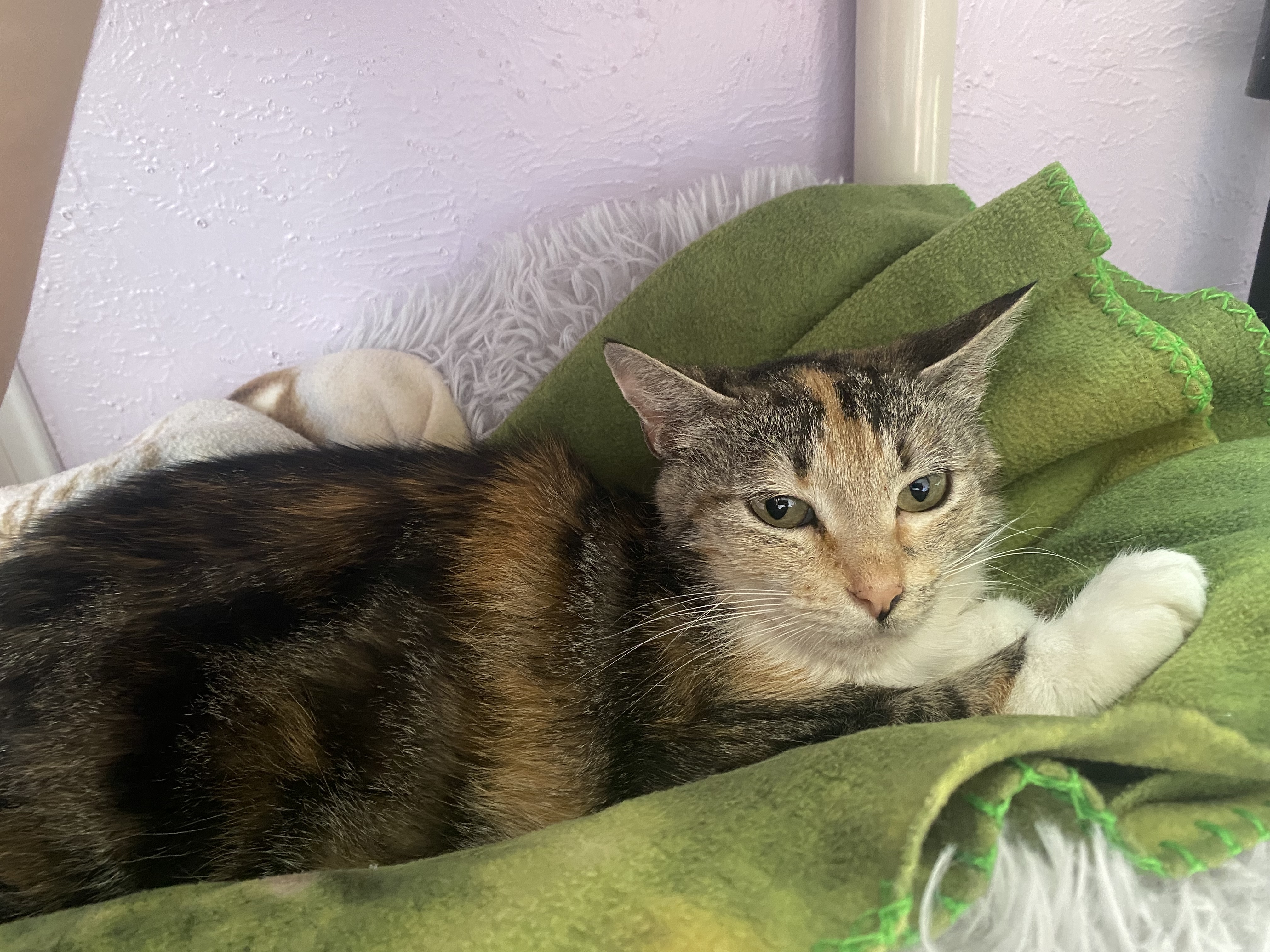 Demi, an adoptable Domestic Short Hair in Lakewood, CO, 80215 | Photo Image 4