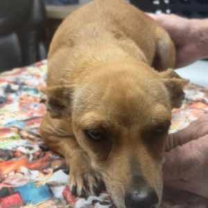 Princess, Young Female Chihuahua